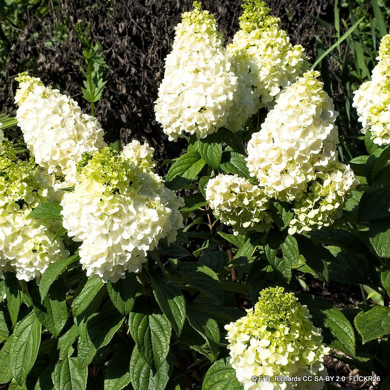 Hydrangea paniculata 'Whitelight' 6L