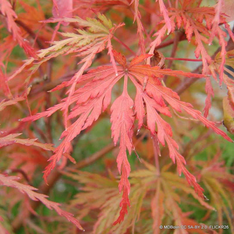 Acer 'Seiryu' (p19)