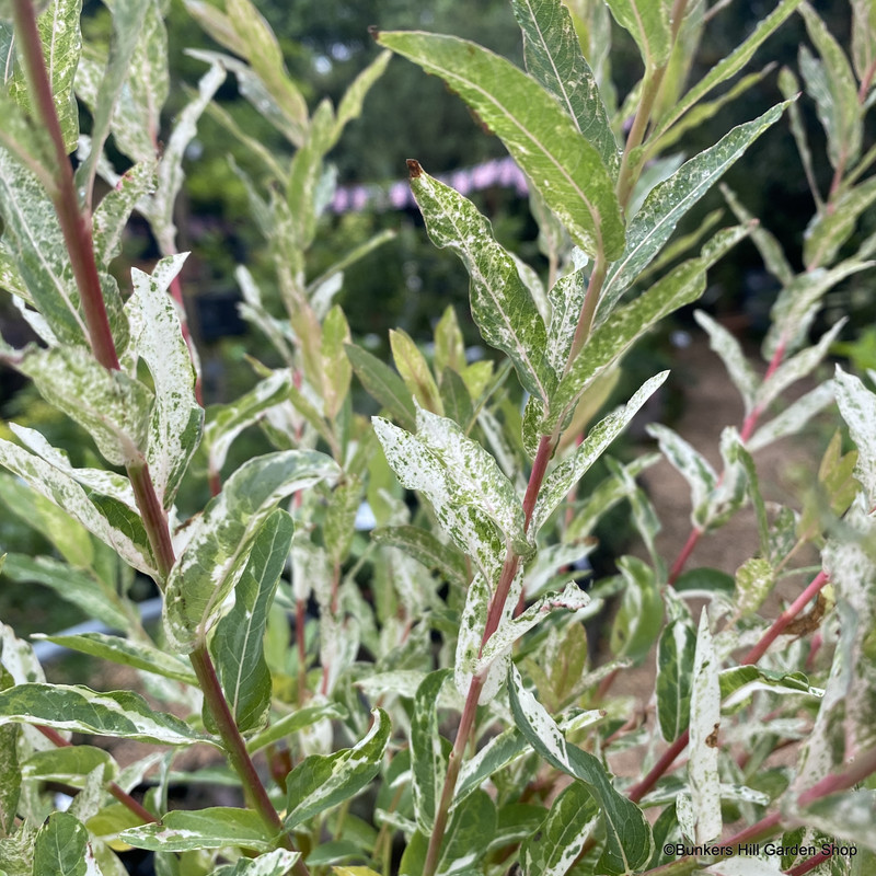 Salix 'Hakuro-nishiki' (Flamingo willow) 80 stem