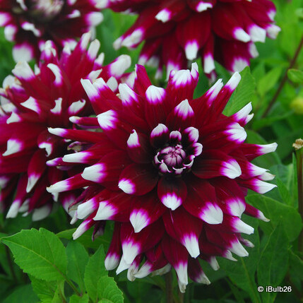 Dahlia 'Mystery Day' - 1 tuber