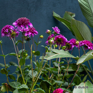 Dahlia 'Richards fortune ' - 1 tuber