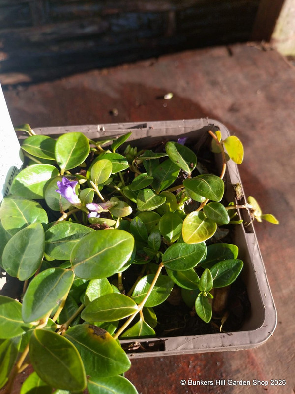 Vinca minor 'La Grave' (Periwinkle) 1ltr