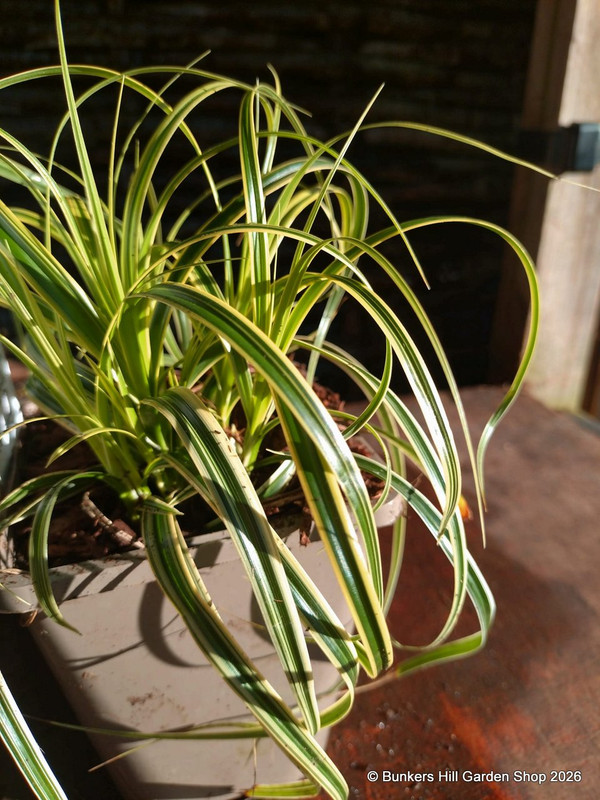 Carex 'Feather Falls' (Grass) 1ltr pot