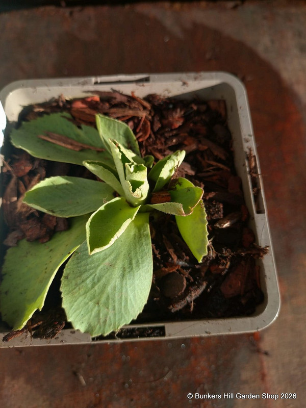 Primula auricula 'Kaleidoscope' 1ltr