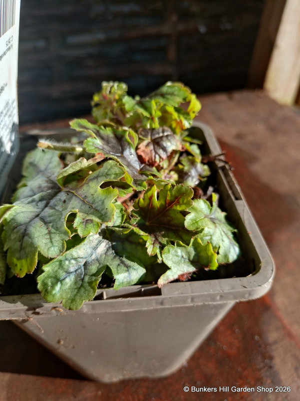 Heucherella 'Tapestry' 1ltr pot