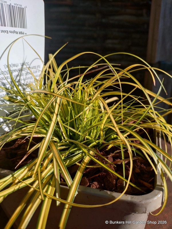 Carex oshimensis 'Eversheen'-3L