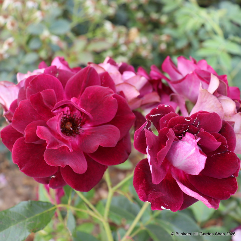 Burgundy Ice - Floribunda Rose