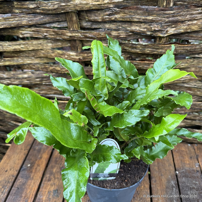 Asplenium scolopendrium - Hardy Fern (L)