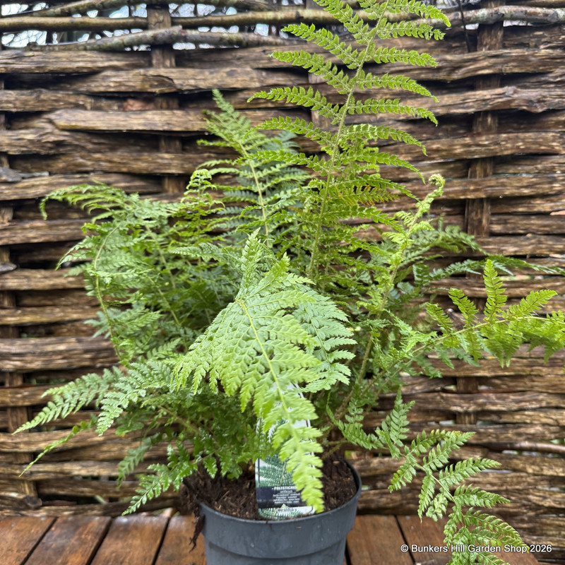 Polystichum setiferum - Hardy Fern L