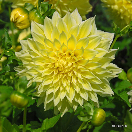 Dahlia 'Bilbao' - 1 tuber