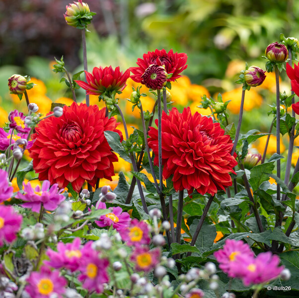 Dahlia 'All Directions' - 1 tuber