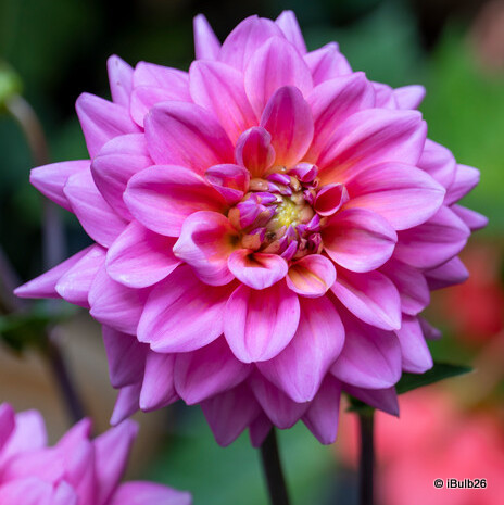 Dahlia 'Bodille' - 1 tuber