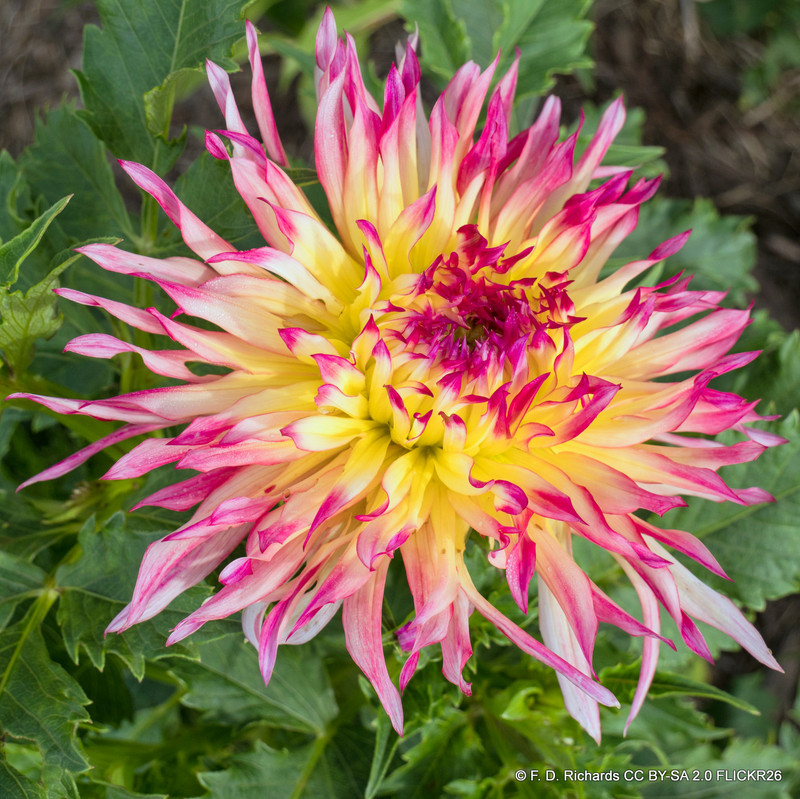 Dahlia 'Caproz Josephine' - 1 tuber