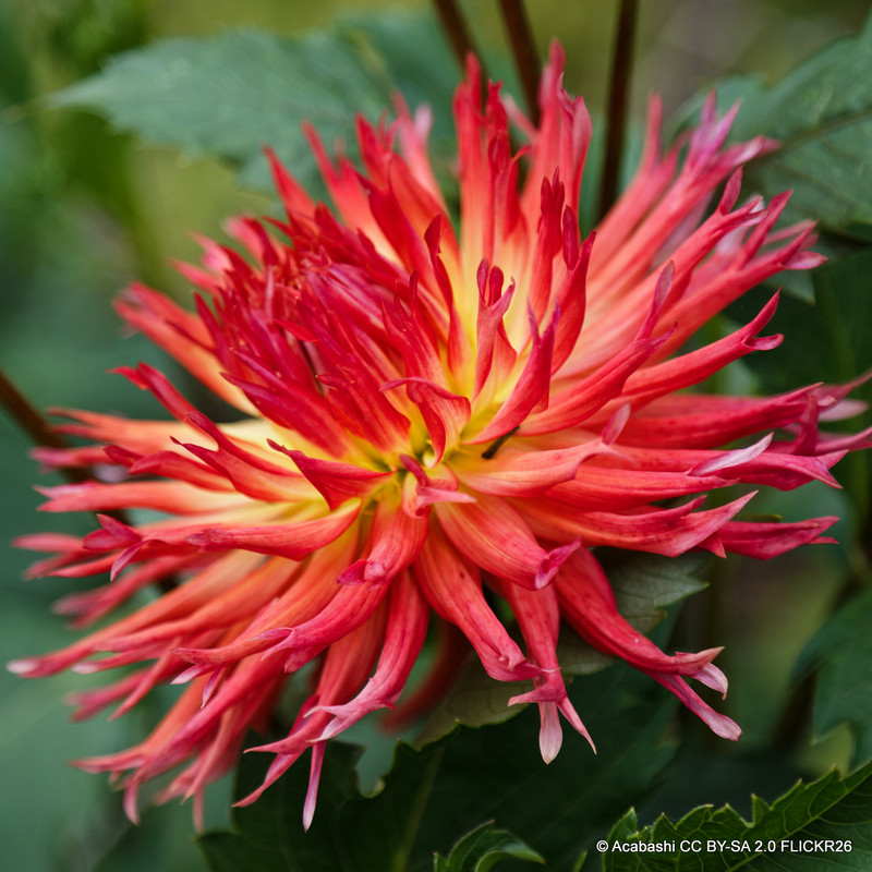 Dahlia 'Electric Flash' - 1 tuber