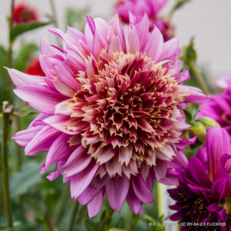 Dahlia 'Fenna Baaij' - 1 tuber
