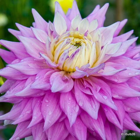 Dahlia 'Sir Alf Ramsey' - 1 tuber
