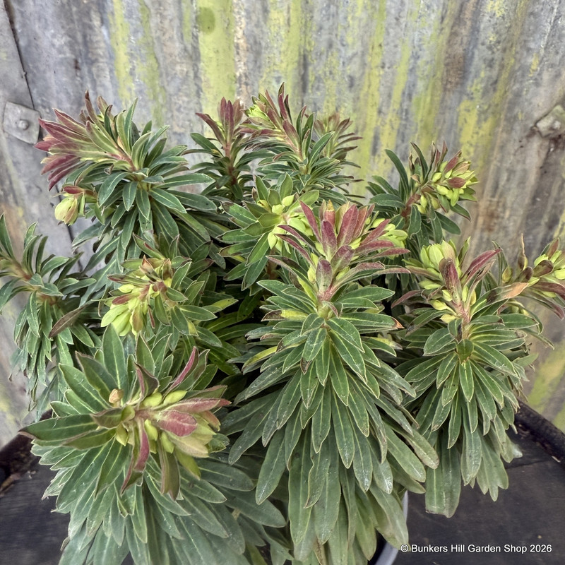 Euphorbia 'Tiny Tim' 2L