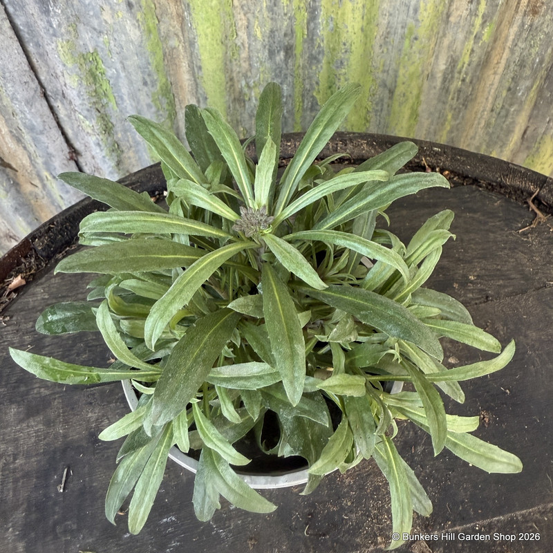 Erysimum Bowles Lilac (p12)