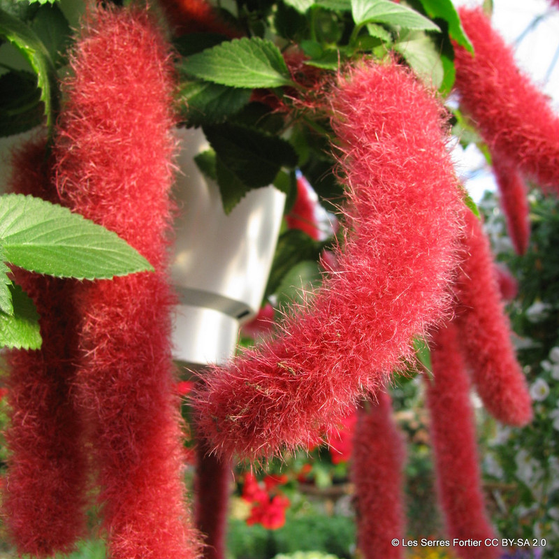 Acalypha hispida pink