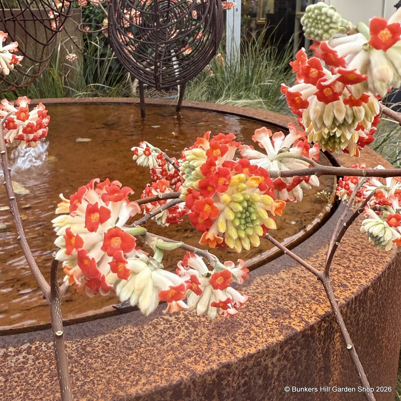 Edgeworthia chrysantha 'Red Dragon' (35L)