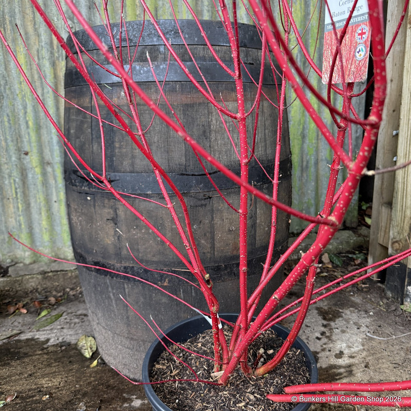 Cornus alba 'Baton Rouge' multi-stem 12L