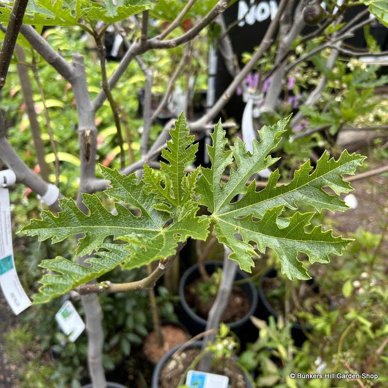 Ficus 'Ice Crystal' 12L