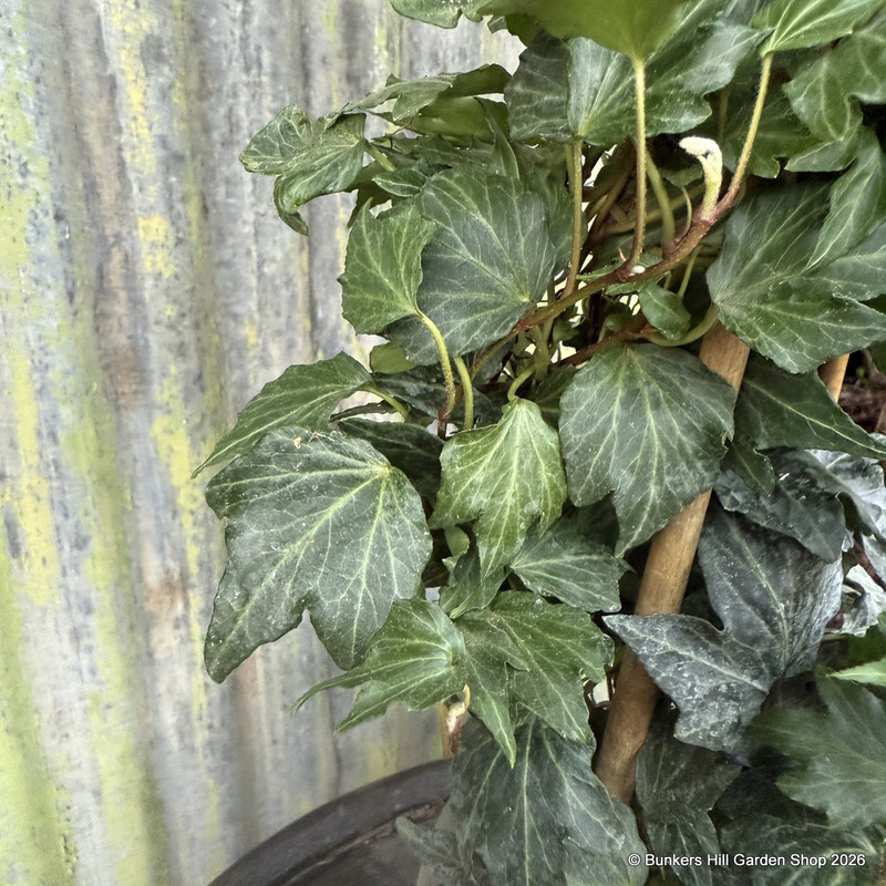 Hedera 'Green Ripple' (Ivy) 3L