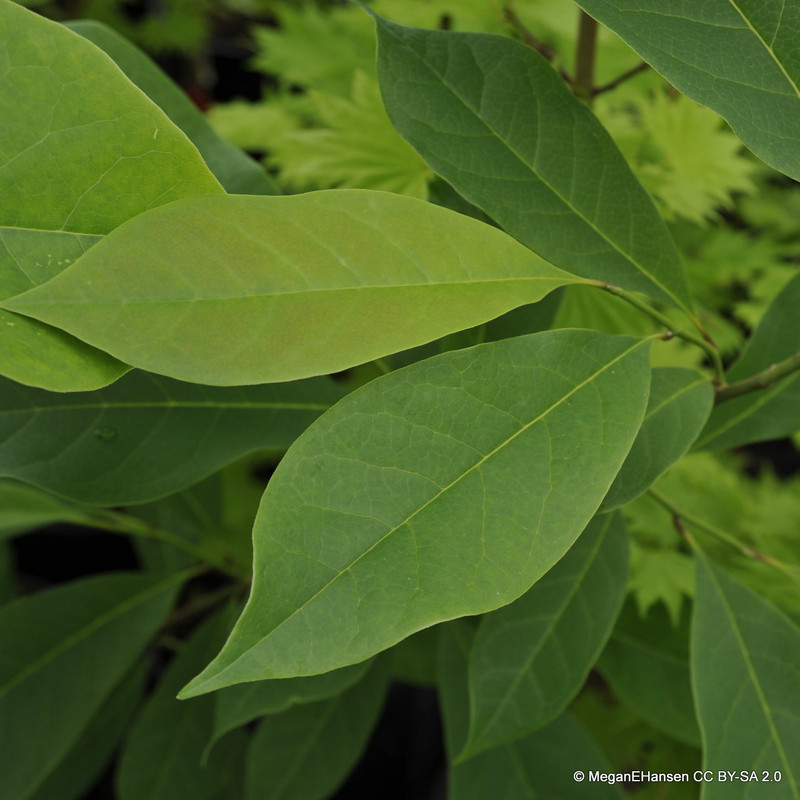 Magnolia 'Star Wars' 12L