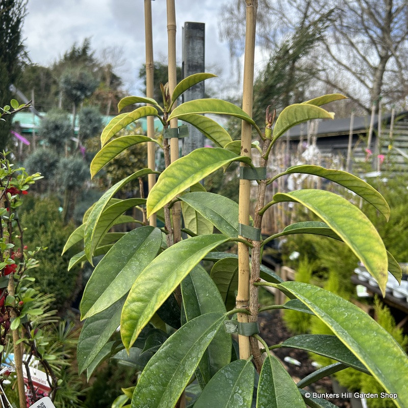 Pileostegia viburnoides (Climbing Hydrangea) 3L