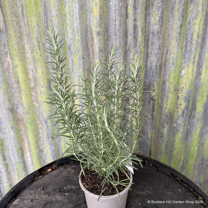 Rosmarinus 'Miss Jessop' 1L