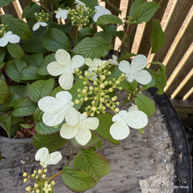 Viburnum plicatum 'Summer Snowflake' 3L