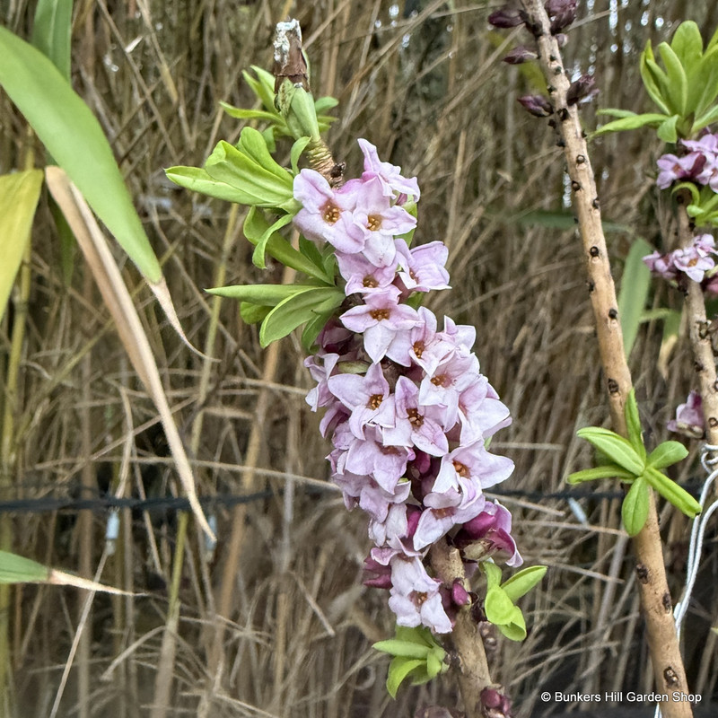 Daphne mezereum 'Rubra' 5L
