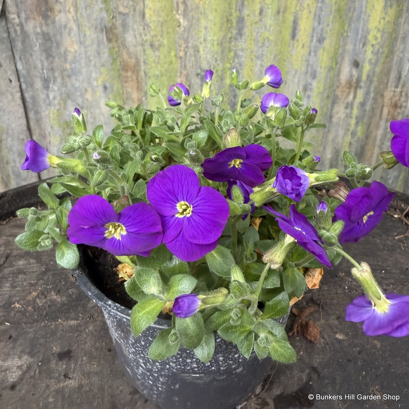 Aubretia gracilis 'Kitte blue'