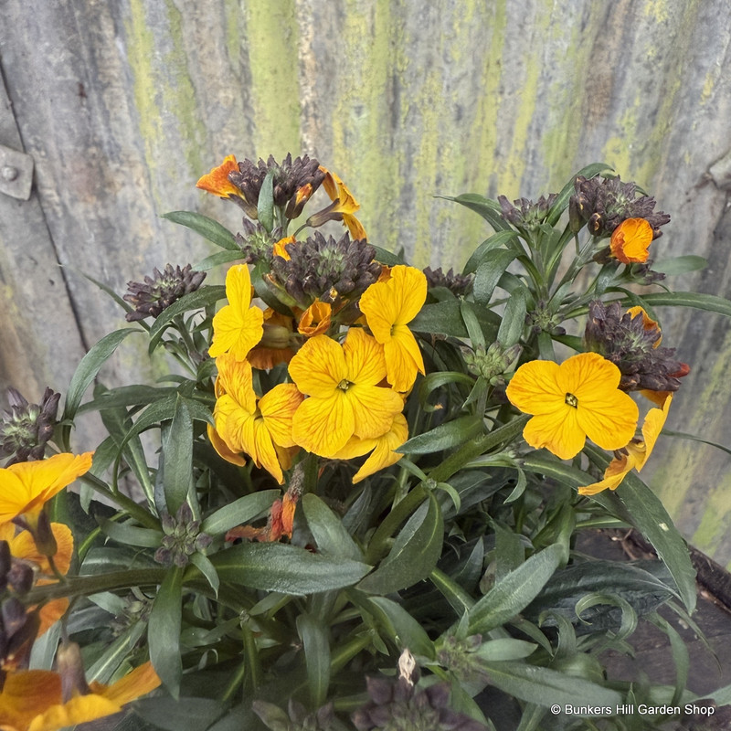 Erysimum erysistible 'Sunset'