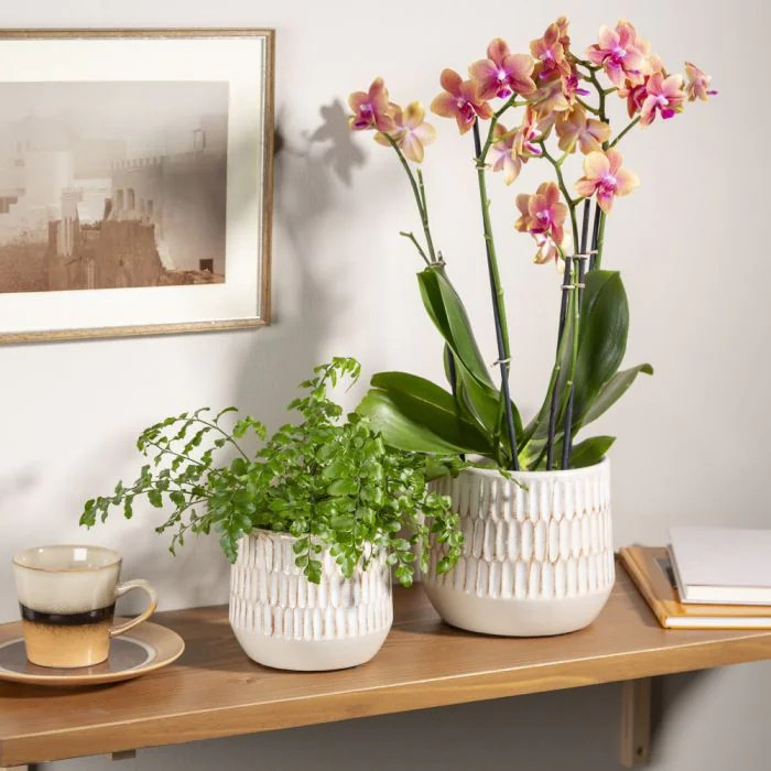 Mavi indoor planter (Scheurich)