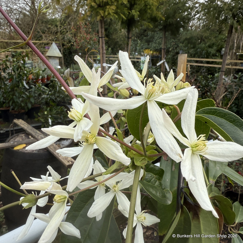 Clematis 'Enham Star' 200cm