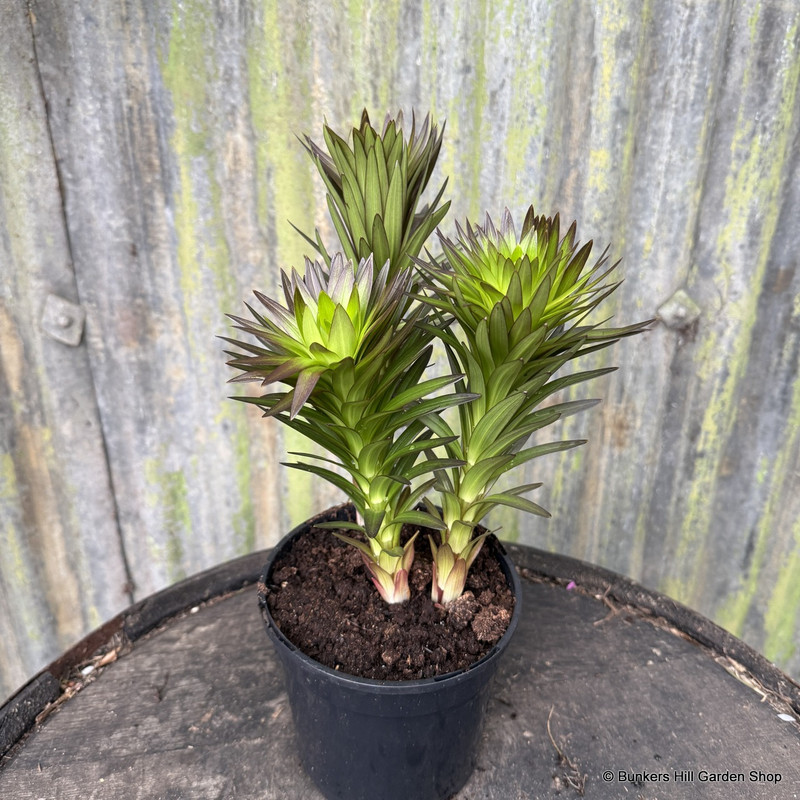 Lilium 'Orange Pixie' 2L