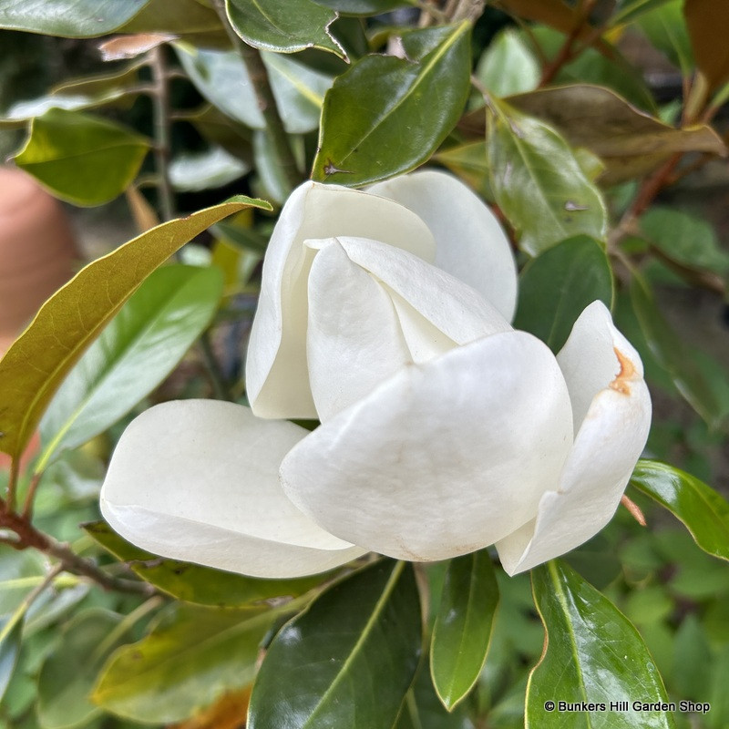 Magnolia grandiflora 'Little Gem' - 2L