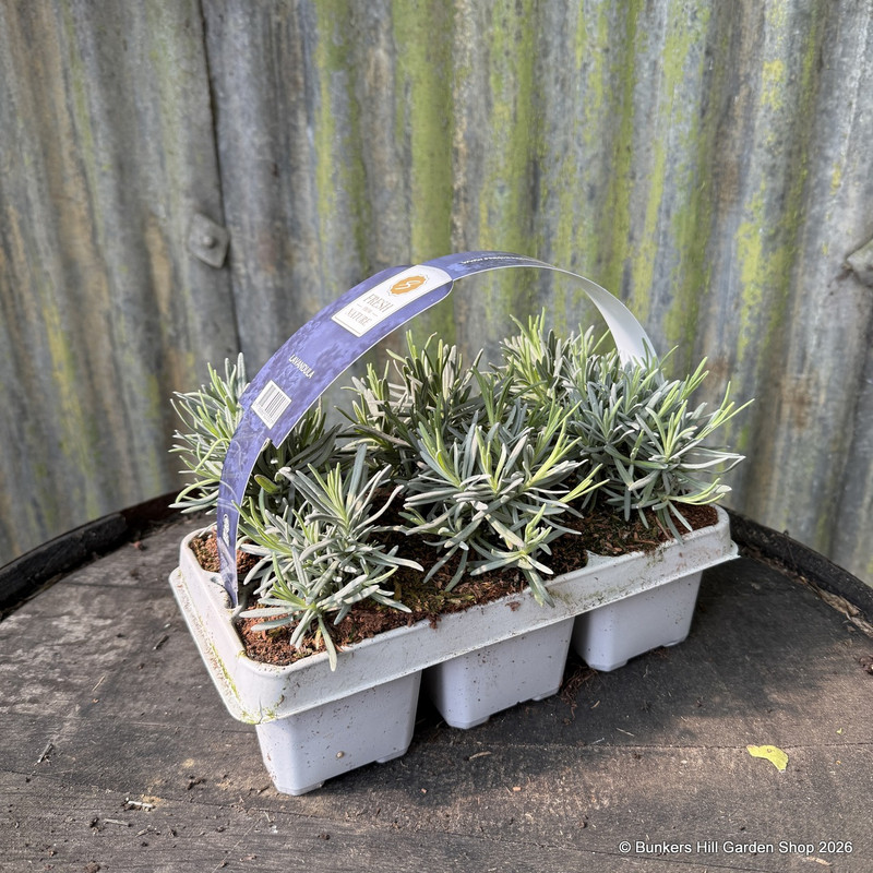 Lavender angustifolia (6 pack)