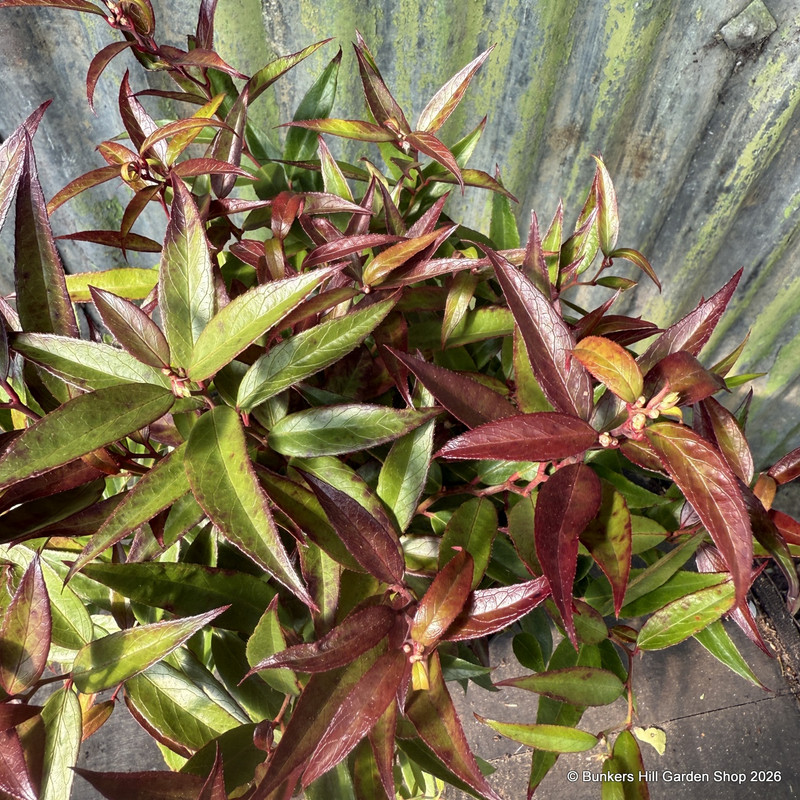 Leucothoe 'Burning Love' 2L