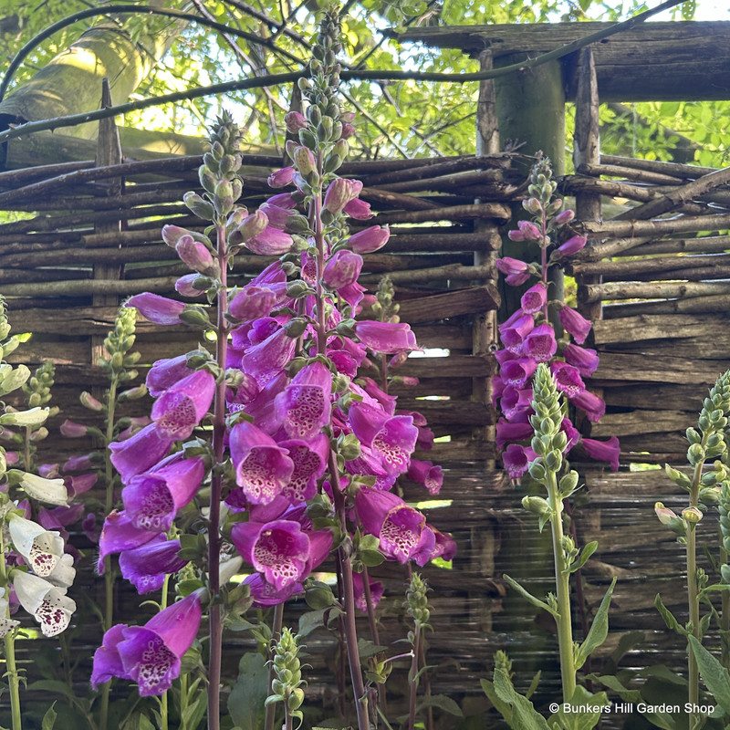 Digitalis purpurea (Foxglove) 1ltr