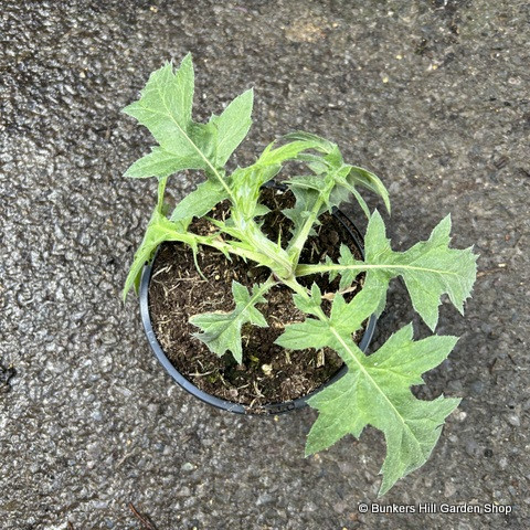 Echinops ritro - 1ltr