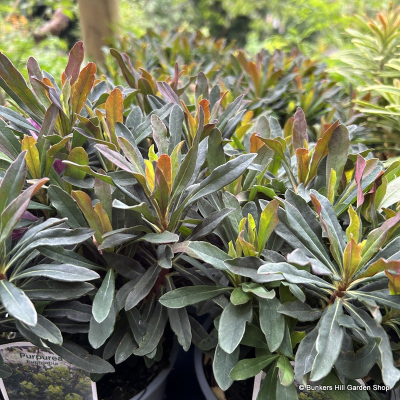Euphorbia ‘Purpurea’ 1 ltr pot