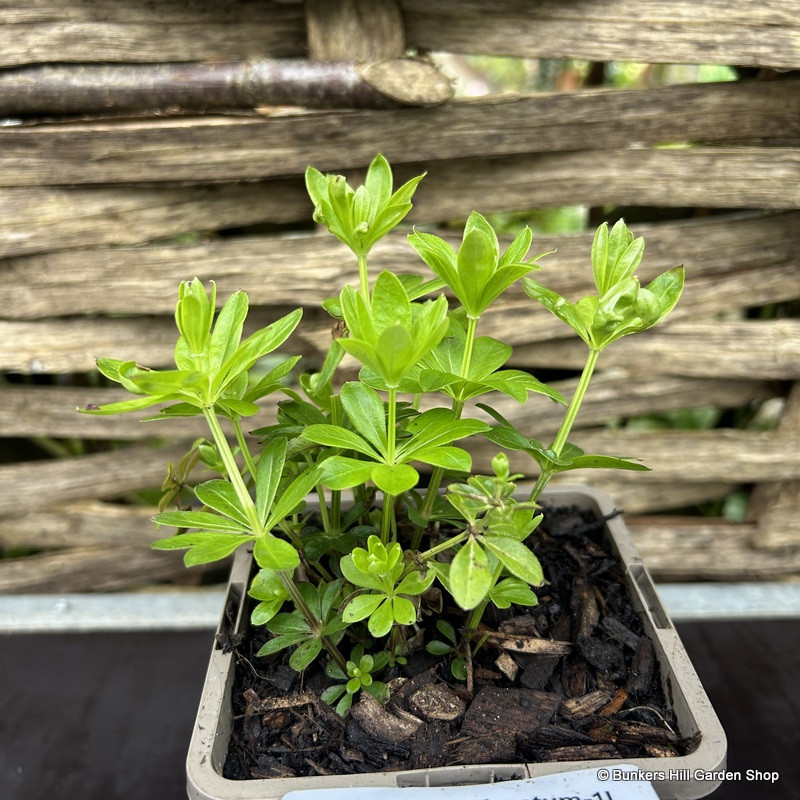 Galium odoratum 1ltr pot