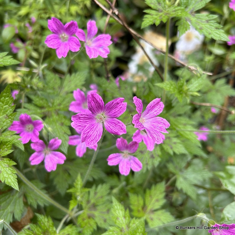 Geranium x oxonianum 'Miss Heidi' 1ltr