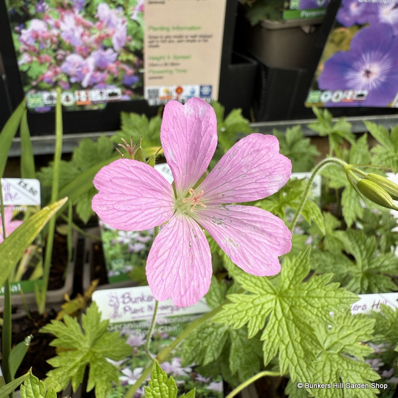 Geranium x oxonianum 'Rose Clair' 1ltr
