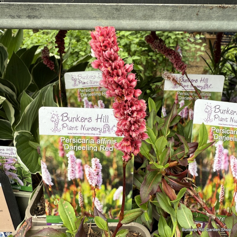 Persicaria Affinis "Darjeeling Red" 1ltr