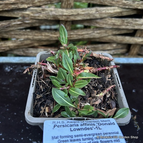Persicaria affinis 'Donald Lowndes' 1L