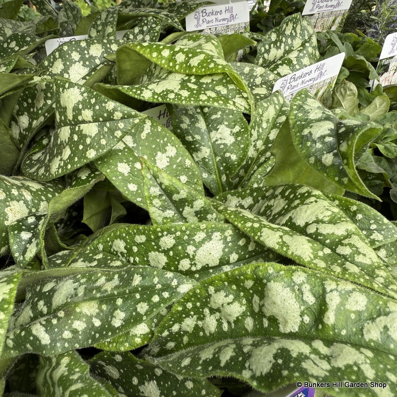 Pulmonaria 'Trevi Fountain' 1ltr pot