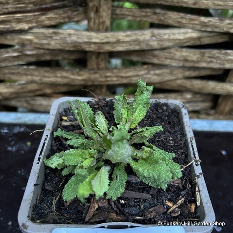 Salvia x superba 1ltr